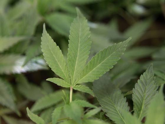 States Vote to Legalize Marijuana