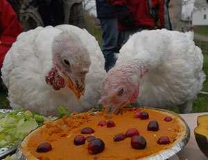 Ditch Turkey for Thanksgiving