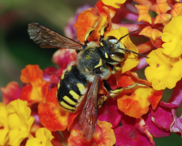 Bee Colonies Collapse, Honeybees Hurting